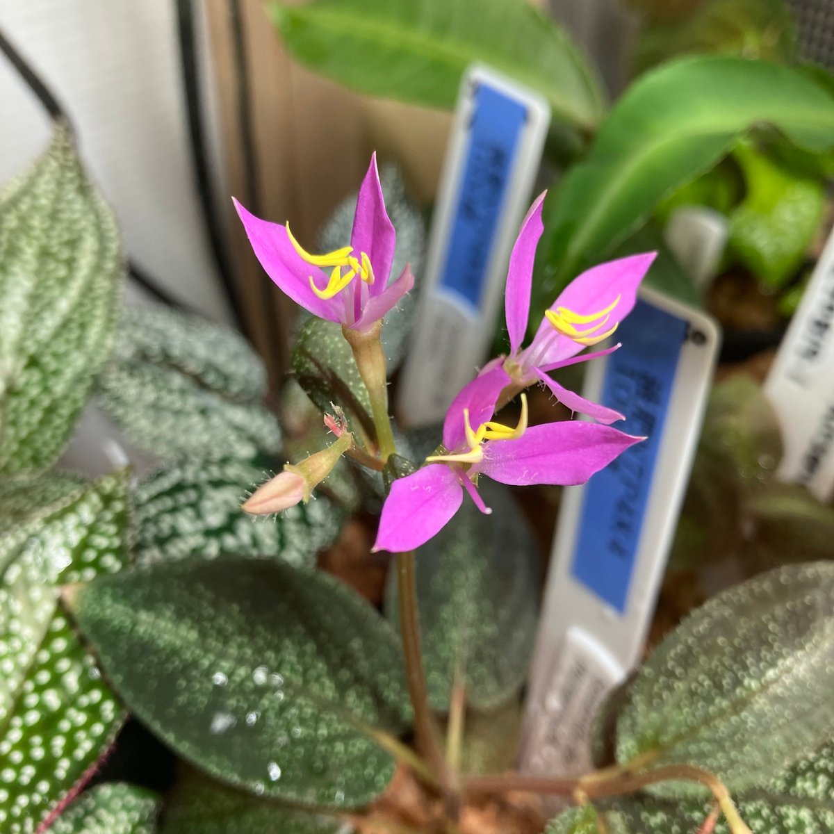 ソネリラ sp. ピッサヌローク | MaCO frog design