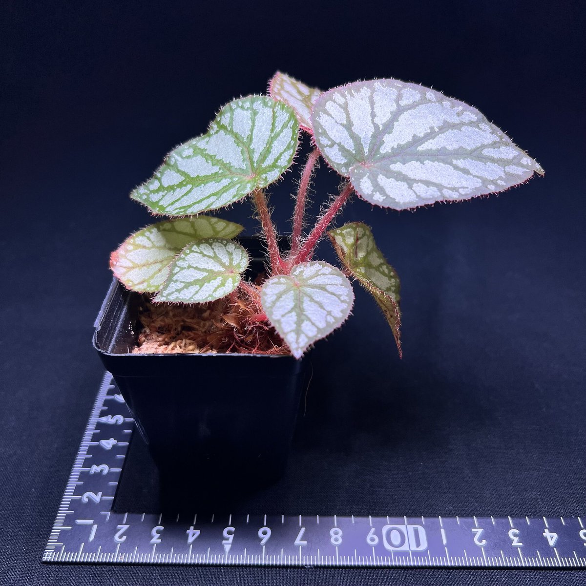 Begonia sp.Thailand 原種ベゴニア　ギャラクシータイプ　銀河 fit=scale-down,w=1200