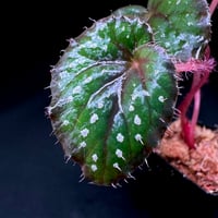 ベゴニア アンフィオクサス | MaCO frog design