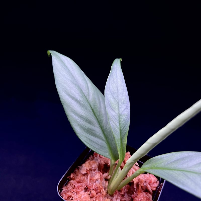 ラフィドフォラ sp.シンケップ(Rhaphidophora sp. from Pulau S