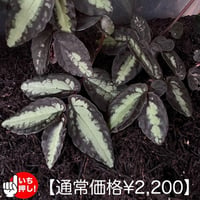 ペリオニア sp. マレーシア産 3本バラ売り