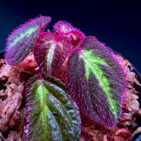 CATEGORY 【ソネリラ etc】 | MaCO frog design