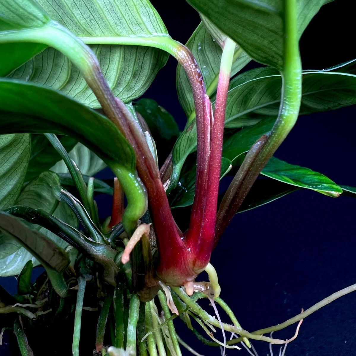 せこびち アヌビアスコーヒーフォリア付き流木 ADAホーンウッド 2本