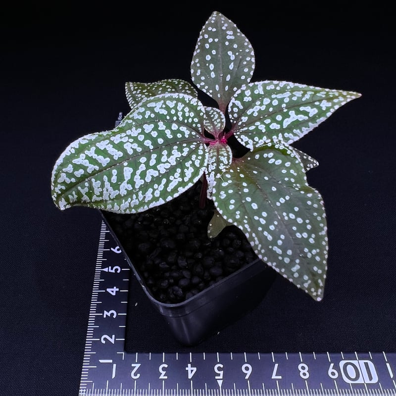 ソネリラ sp.ゲンティン ハイランド | MaCO frog design