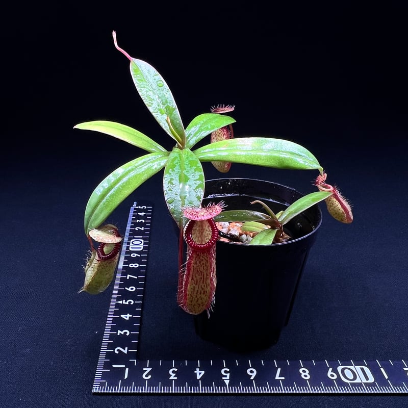 ネペンテス ハマタ× プラティチラ | MaCO frog design