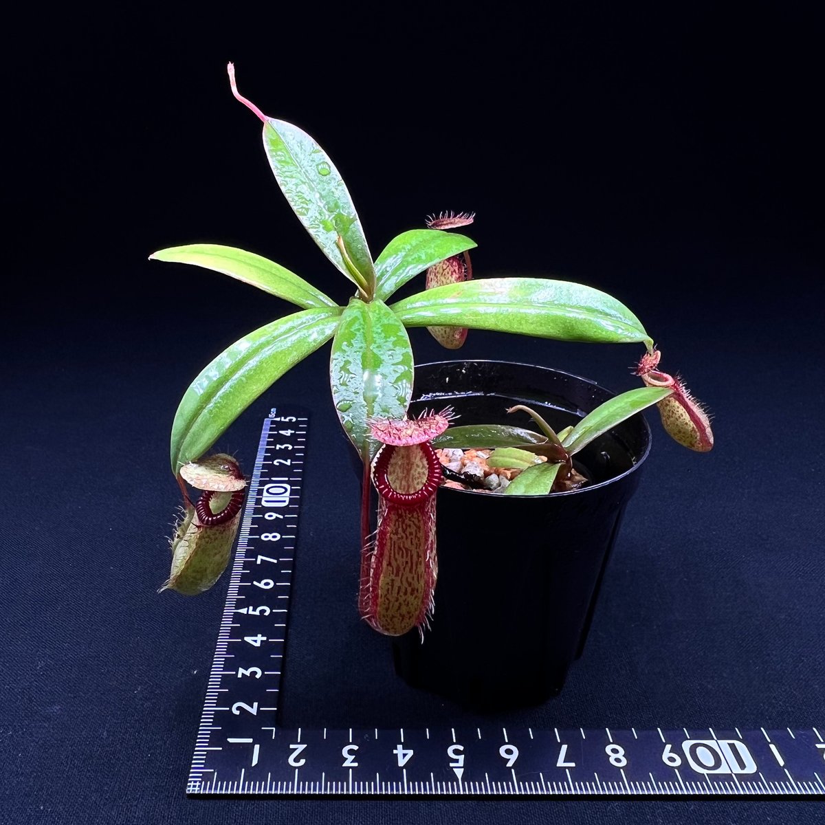 ネペンテス ハマタ× プラティチラ | MaCO frog design