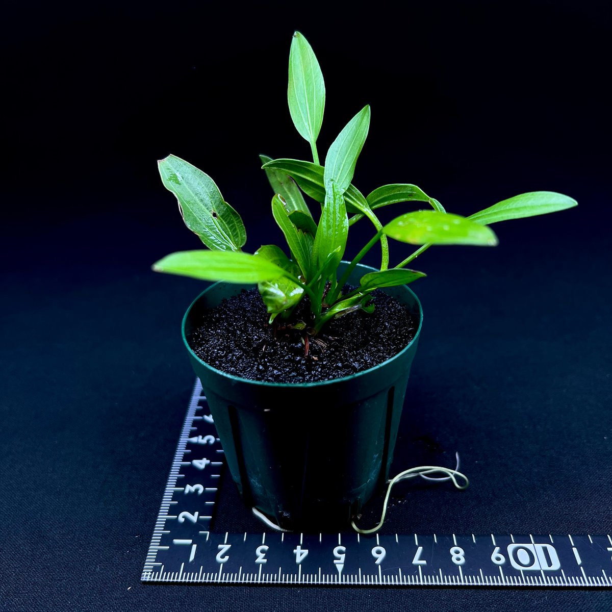 エキノドルス アルゼンチネンシス(水上葉) | MaCO frog design