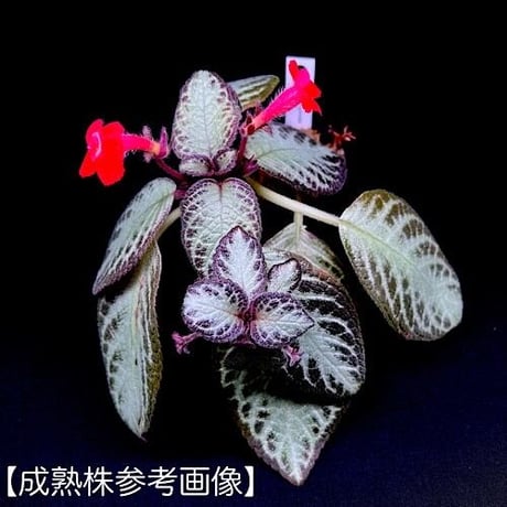 エピスシア クプレアータ