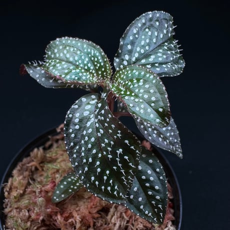 CATEGORY 【ソネリラ etc】 | MaCO frog design