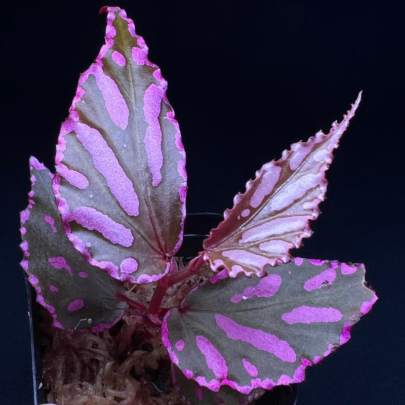 専用！Begonia sp. Julauベゴニア ジュラウ ぼっち 濃色❣️A Begonia