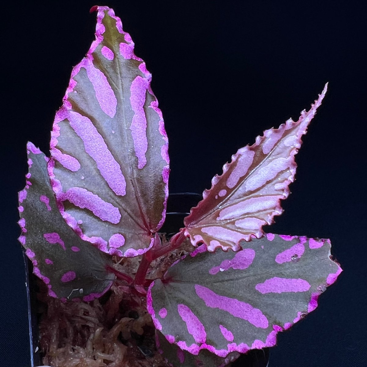 専用！Begonia sp. Julauベゴニア ジュラウ ぼっち 濃色❣️A