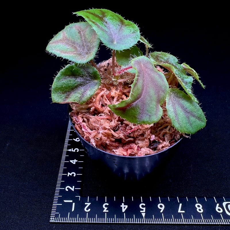 専用　Begonia ベゴニア　クアドリアラータ　ニンバエンシス❣️原種ベゴニア Begonia ベゴニア クアドリアラータ ニンバエンシス❣️原種ベゴニア