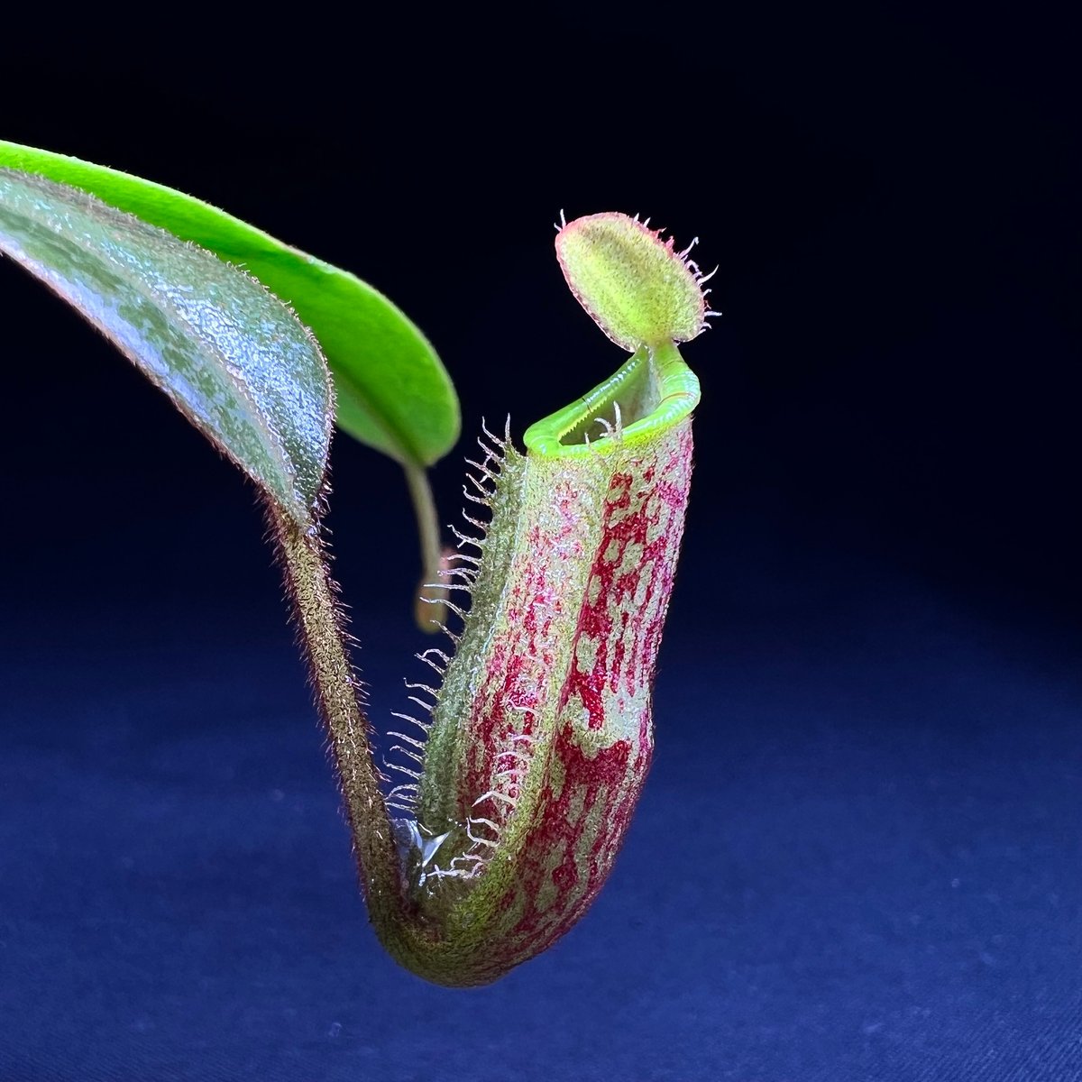 ネペンテス ハマタ× プラティチラ | MaCO frog design