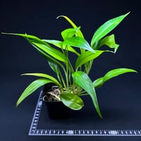 ヤマサキカズラ