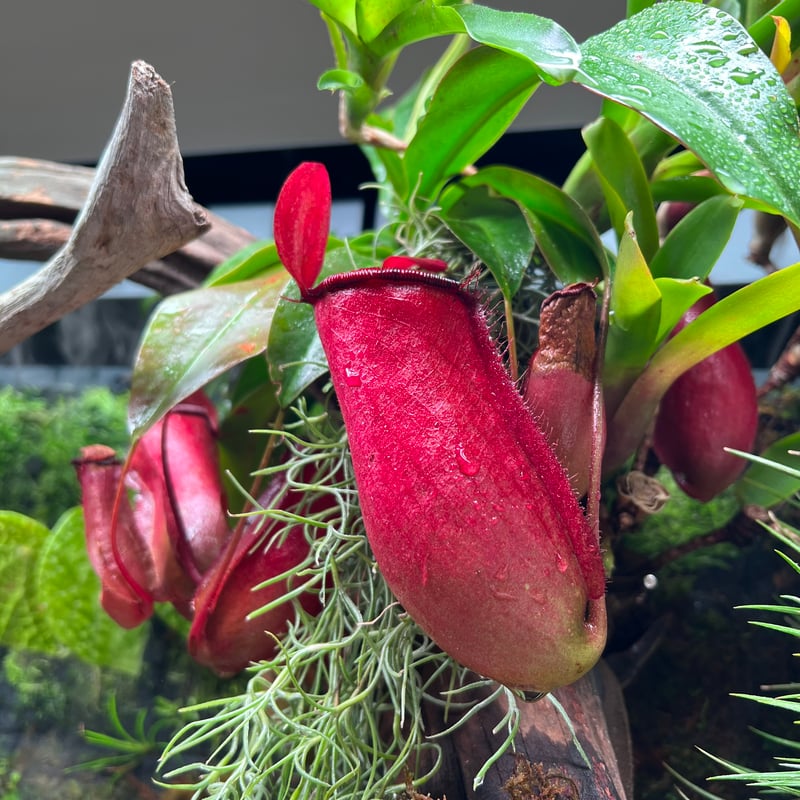 Amazon.co.jp: ネペンテス レディラック 食虫植物 5号吊り鉢【品種で