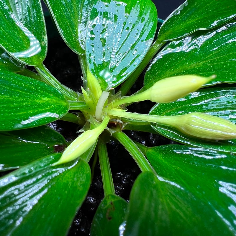 ホマロメナ　斑入り　南スマトラ産 ホマロメナ sp. リアウ スマトラ z | MaCO frog design