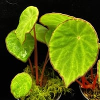 春まで停止　大株　ベゴニア　アンフィオクサス 春まで停止 大株 ベゴニア アンフィオクサス