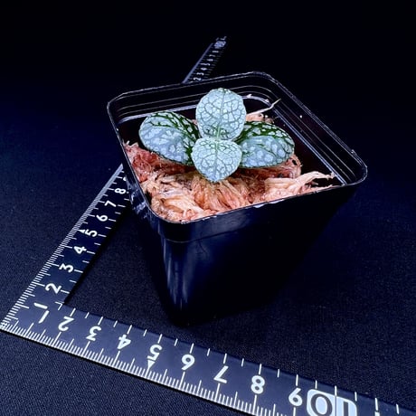 アルゴステマ sp. ダイヤモンドリーフ(Argostemma sp.Diamond Leaf)