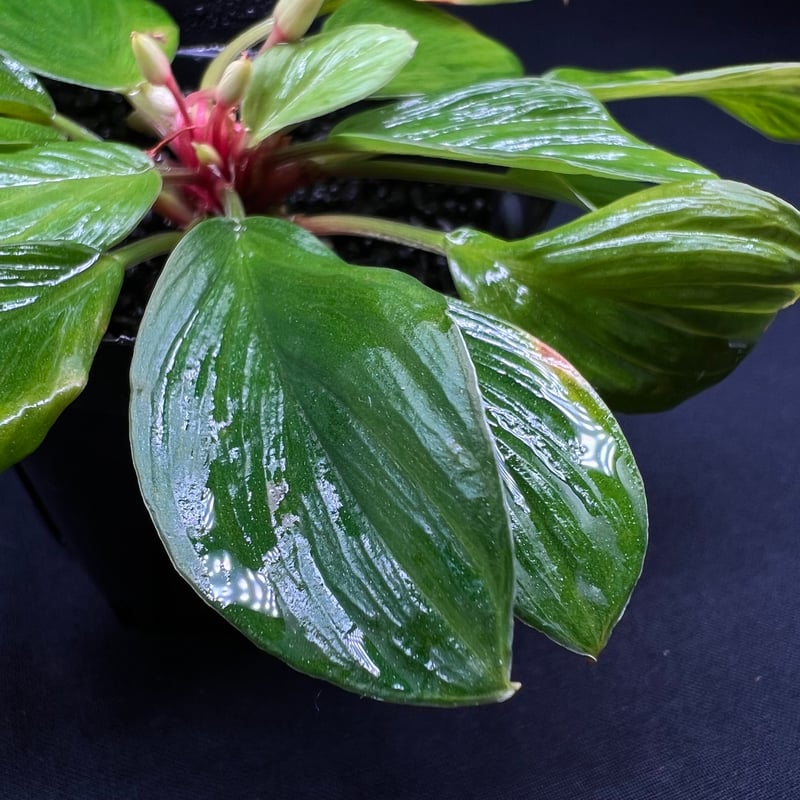 ホマロメナ　斑入り　南スマトラ産 ホマロメナ 斑入り 南スマトラ産 南スマトラ産 斑入りの