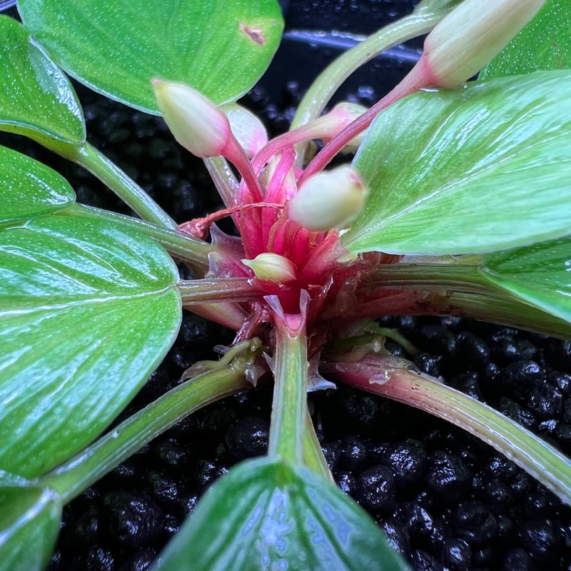 ホマロメナ sp. リアウ スマトラ | MaCO frog design