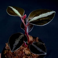 ペペロミア メタリカ