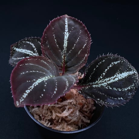 CATEGORY 【ソネリラ etc】 | MaCO frog design