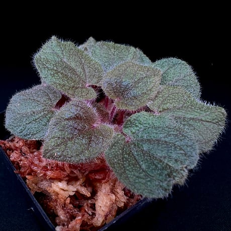 専用！希少！Melastoma sp.Ranau WWR便❣️メラストマ　ソネリラ Amazon｜希少 Melastoma sp.Ranau WWR便 メ マ ソネリラ 熱帯