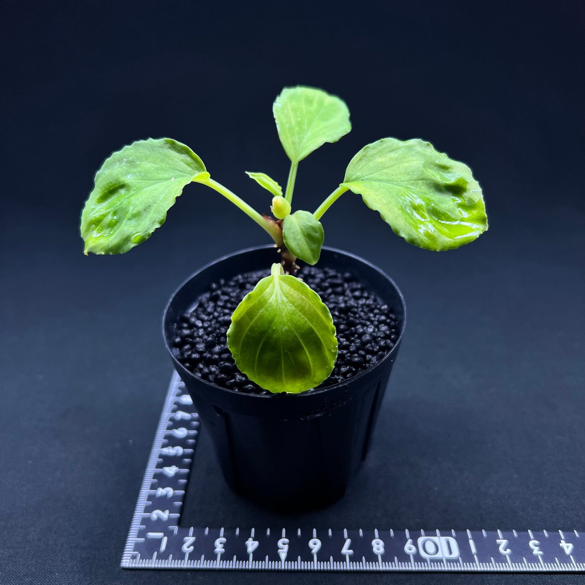 ホマロメナ sp. ソロク スマトラ | MaCO frog design