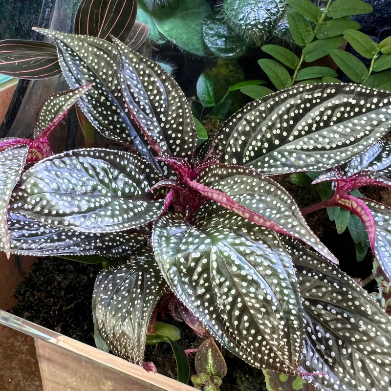 専用！Sonerilasp.“Matang”ソネリラ　マタン　大きめ美株❣️原種 専用！Sonerilasp.“Matang”ソネリラ マタン 大きめ美株❣️原種 専用