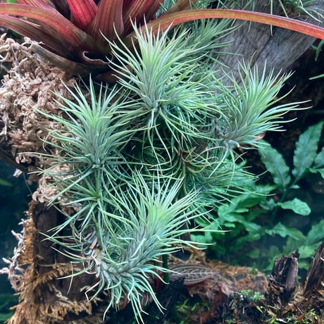 ティランジア フンキアナ