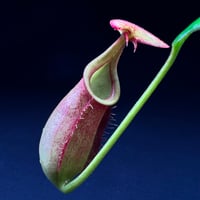ネペンテス ビカルカラタレッド