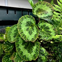 ベゴニア アンフィオクサス | MaCO frog design