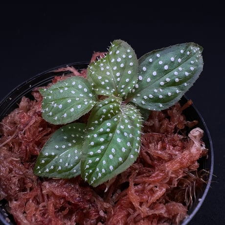 CATEGORY 【ソネリラ etc】 | MaCO frog design