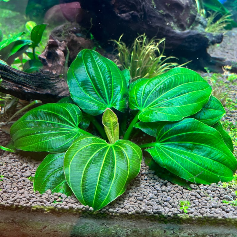 水草 Echinodorus sp. Teles Pires 水草 Echinodorus sp. Teles