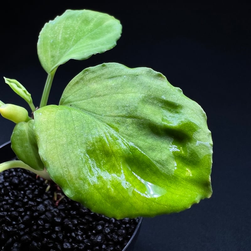 ホマロメナ sp. ソロク スマトラ | MaCO frog design