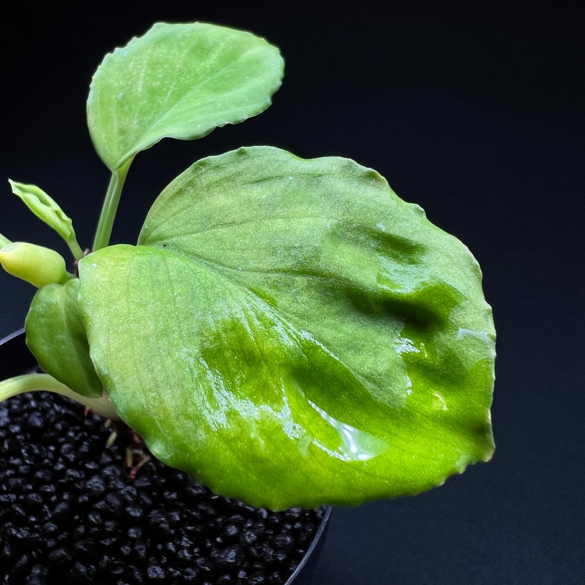 ホマロメナsp スマトラ　ウタラ fit=scale-down,w=1200