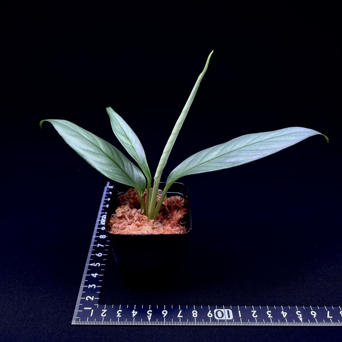 熱帯植物: Rhaphidophora sp. Kpg. Lui Muda 熱帯植物: Rhaphidophora sp. Kpg. Lui Muda - メルカリ