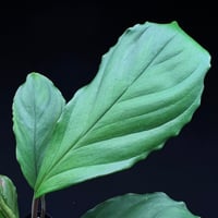 ホマロメナ sp. リアウ スマトラ | MaCO frog design