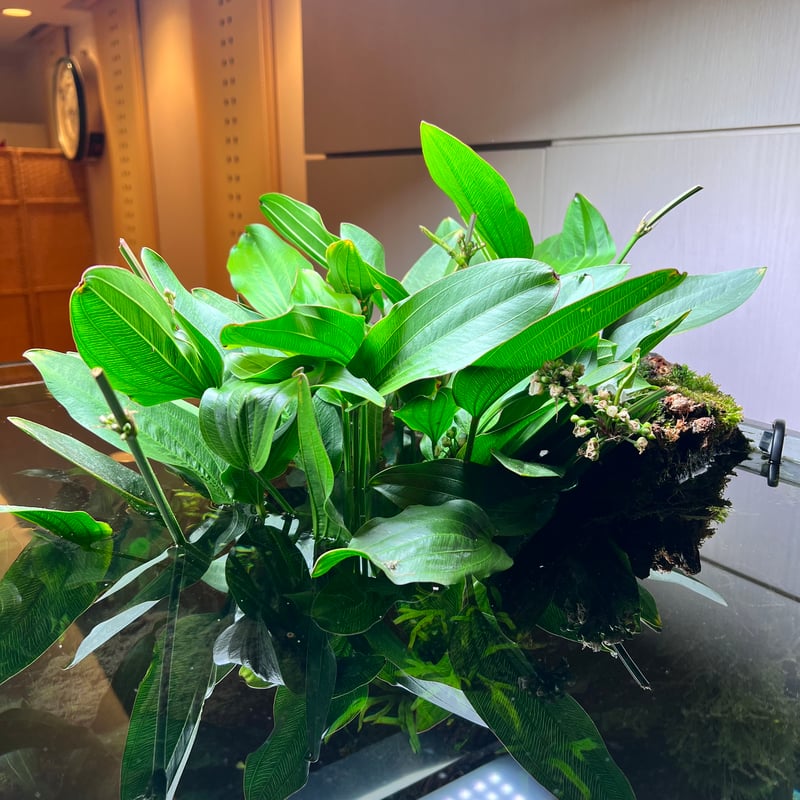 エキノドルス アルゼンチネンシス(水上葉) | MaCO frog design