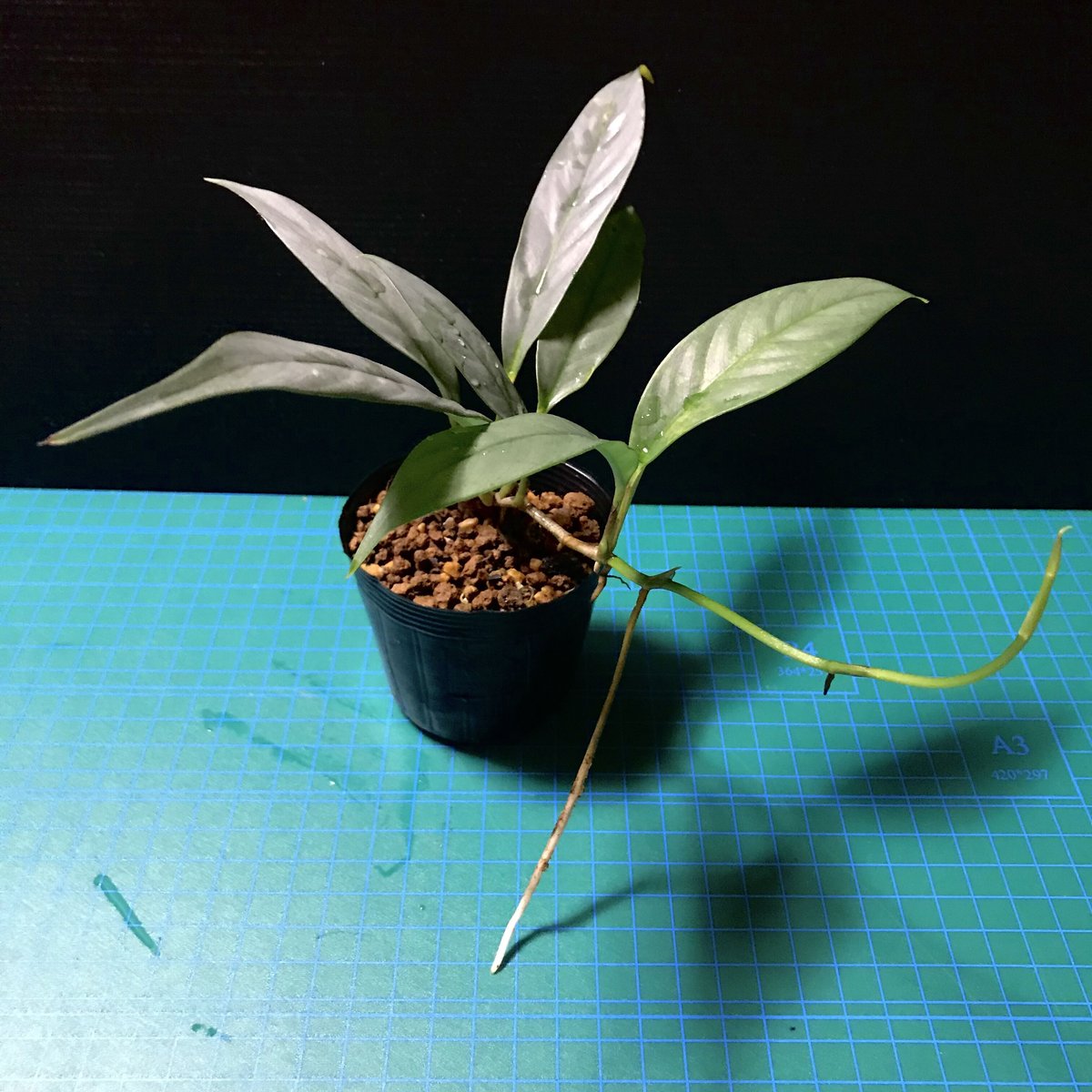 熱帯植物: Rhaphidophora sp. Kpg. Lui Muda 熱帯植物: Rhaphidophora sp. Kpg. Lui Muda - メルカリ
