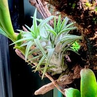 ティランジア イオナンタ バンハイニンギー