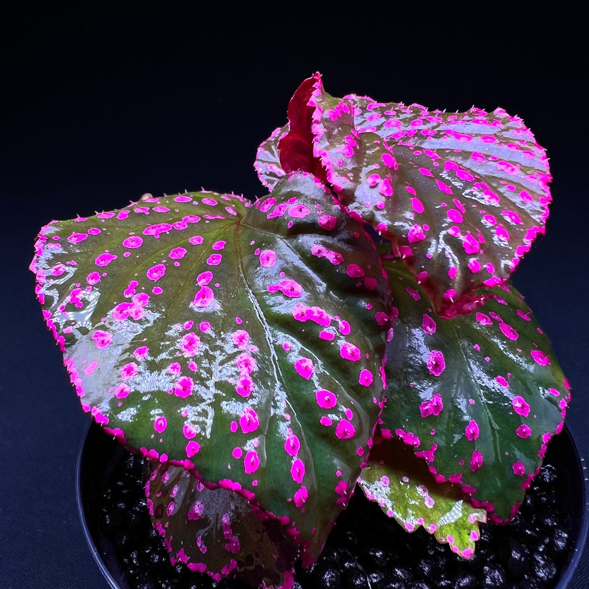専用！Begonia sp. Sarikei サリケイ　ピンク美株❣️原種ベゴニア Begonia sp. Sarikei サリケイ ピンク 美株❣️原種ベゴニア