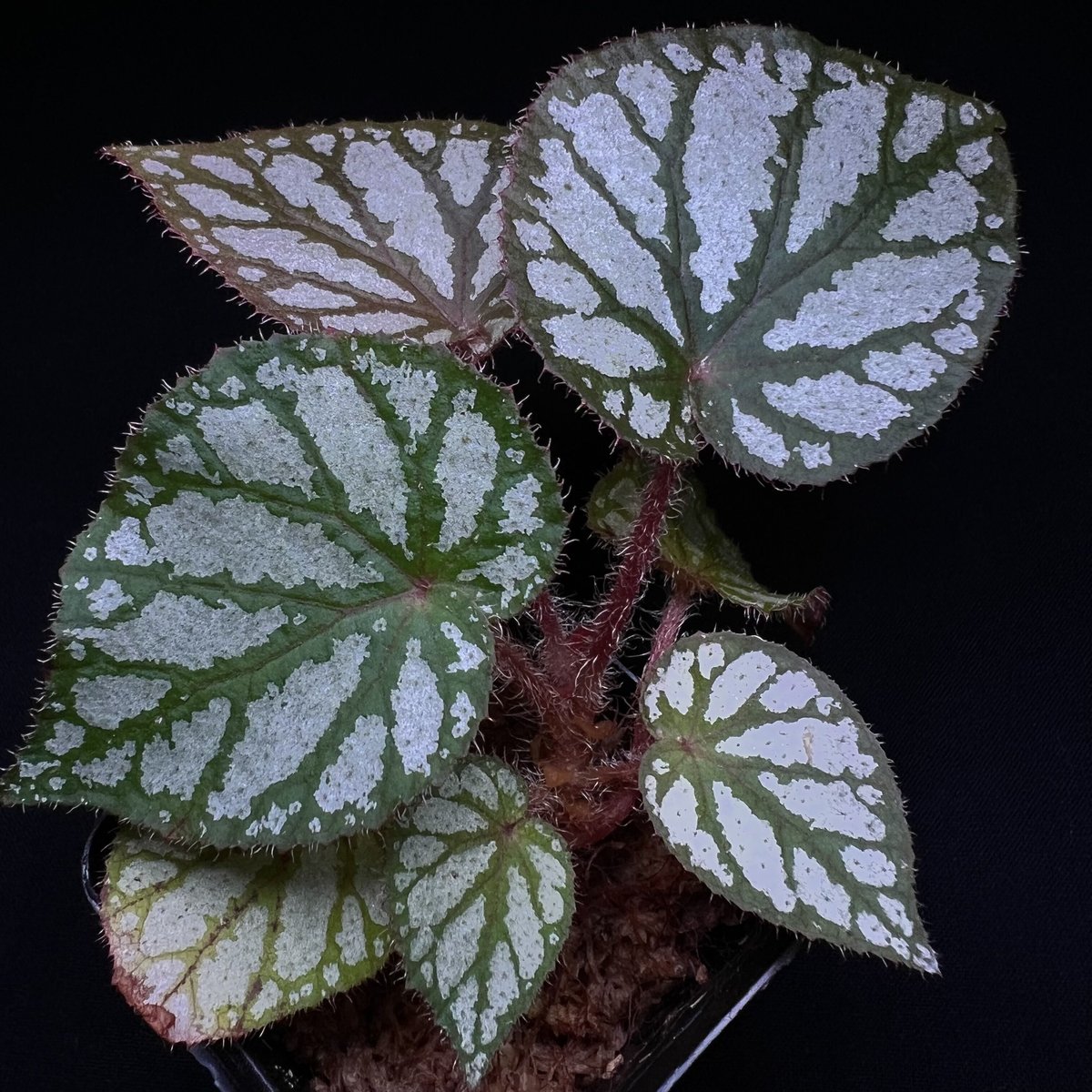 希少❣️Begonia sp.Indonesia  美株❣️原種　ベゴニア