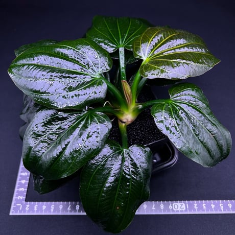 エキノドルス sp. イグアス2009
