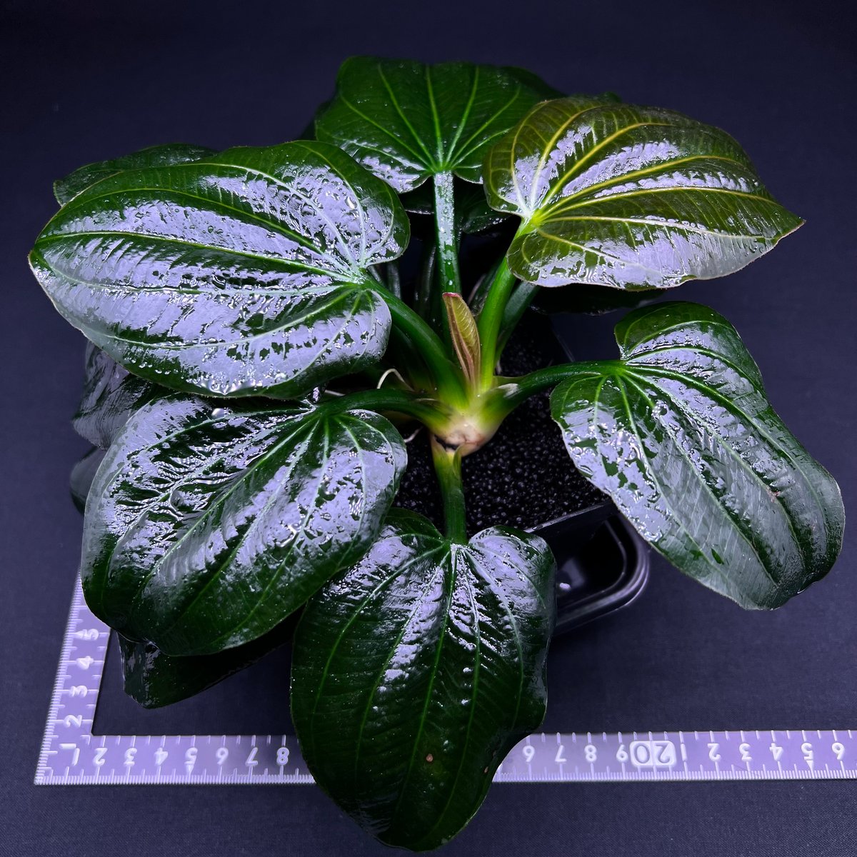 ご注文分:エキノドルスsp.'リオ イプサバ エキスタ' Bibian 比比昂 - エキノドルス sp リオ イプサバ【超激レア株