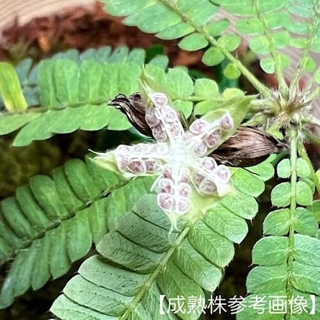 ビオフィツム sp.