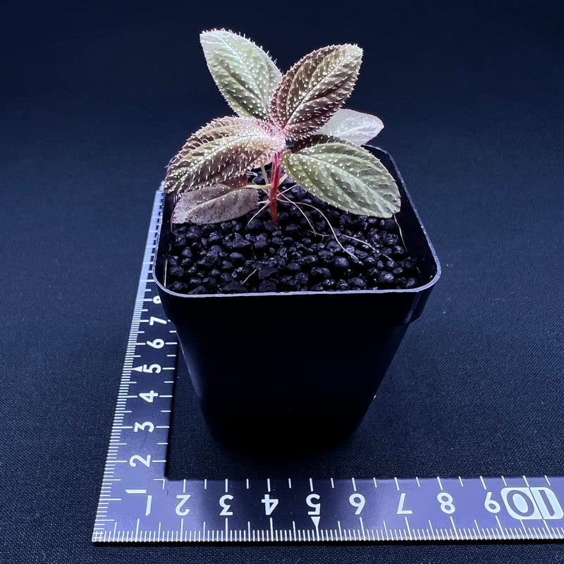 ソネリラ sp. ピッサヌローク | MaCO frog design