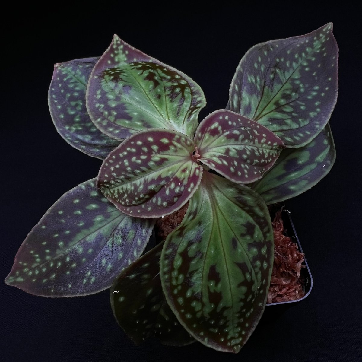 ソネリラ カントネンシス | MaCO frog design