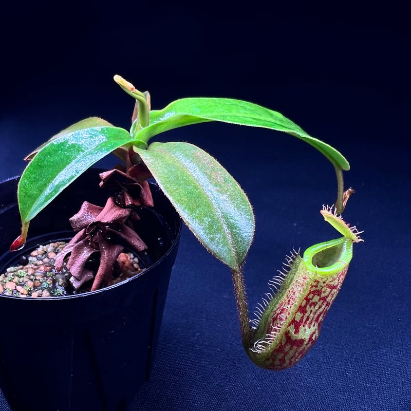 ネペンテス ハマタ× プラティチラ | MaCO frog design