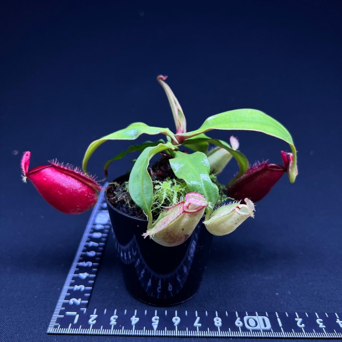 ネペンテス アンプラリア ブルネイレッド | MaCO frog design